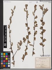 Foto von Salix aurita L.